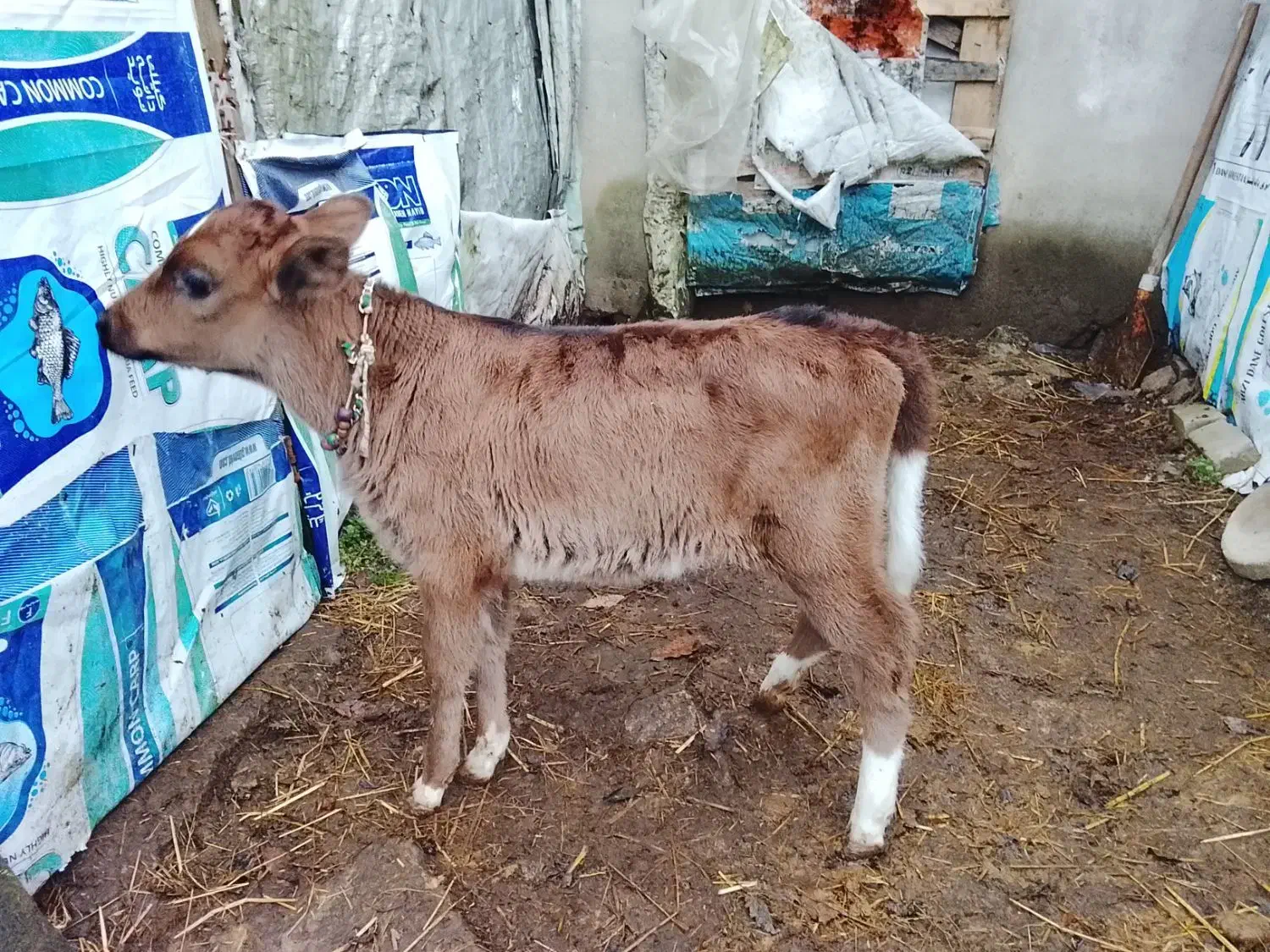 گوساله|حیوانات مزرعه|سنگر, |دیوار