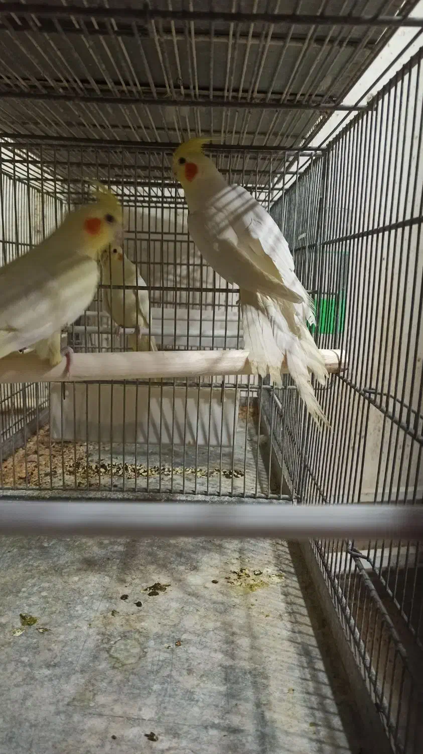 عروس هلندی|پرنده|قم, باجک یک|دیوار