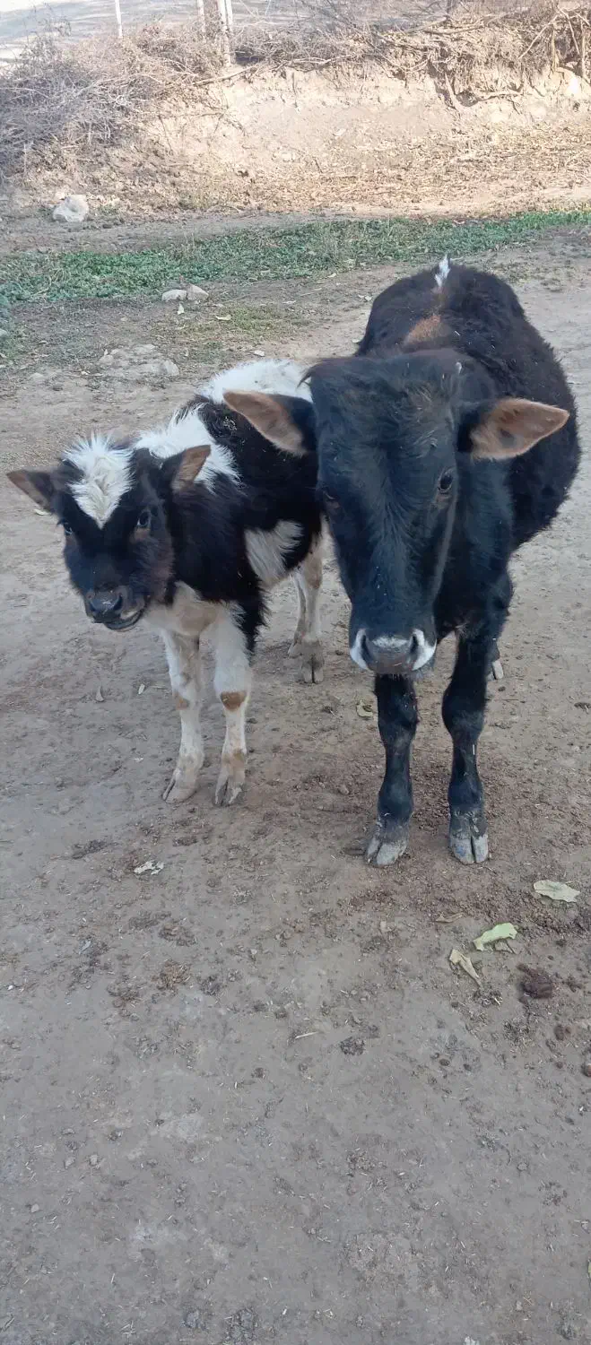 2عددگوساله نر قیمت  ۹۰تومان|حیوانات مزرعه|گلی داغ, |دیوار