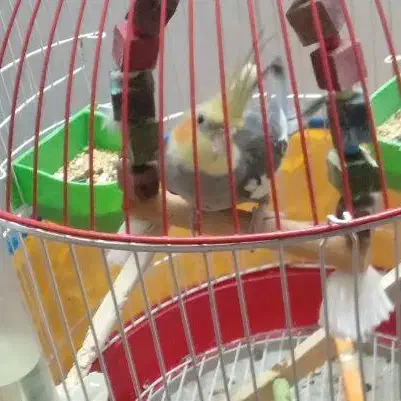 عروس هلندی سخنگو|پرنده|رشت, حومه رشت|دیوار