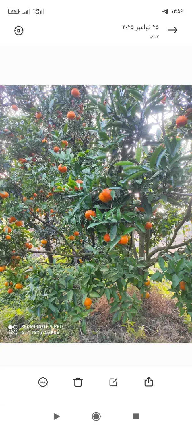 گل وگیاه|خدمات باغبانی و درختکاری|تنکابن, |دیوار