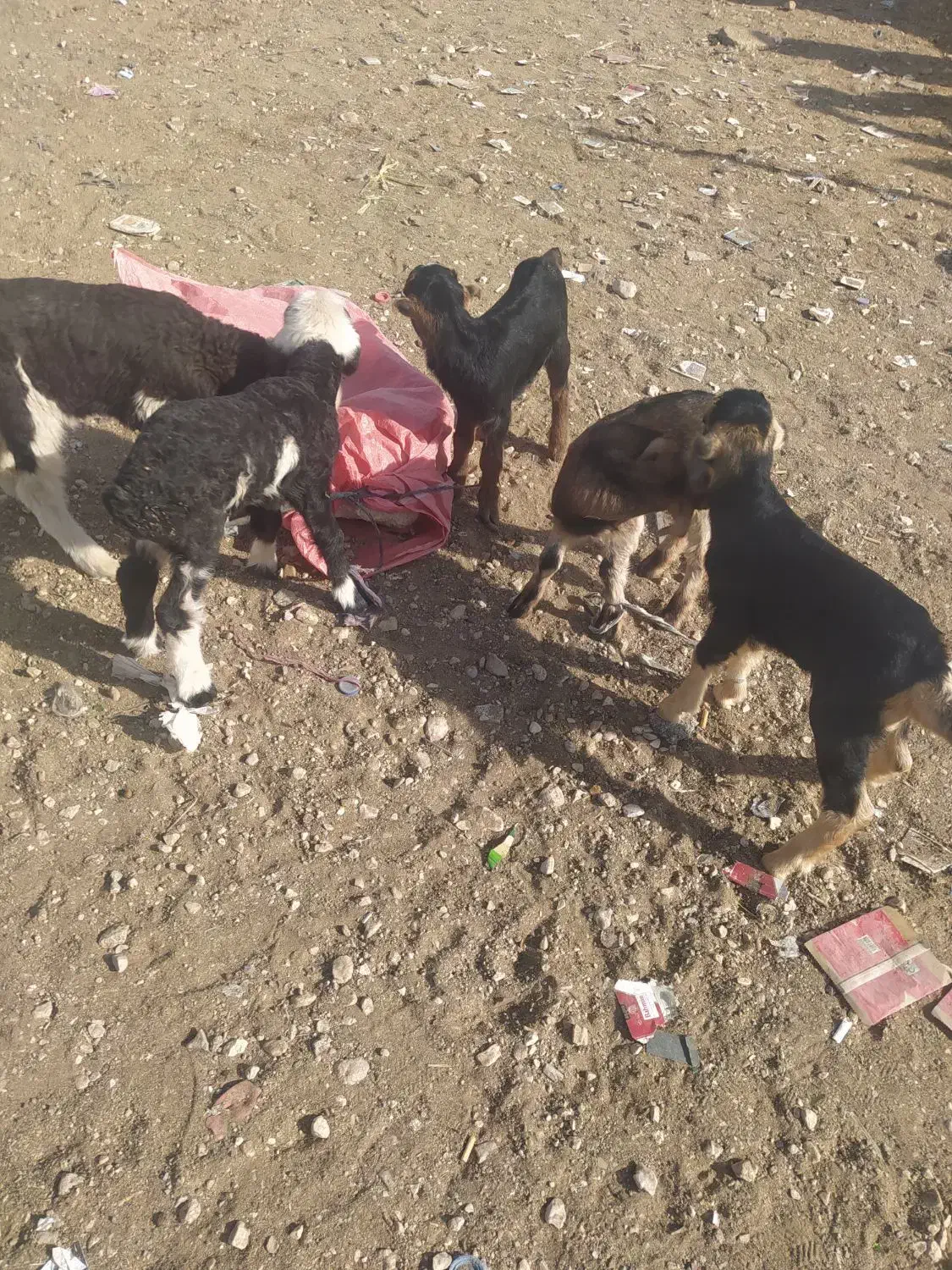 کهره شیری تازه|حیوانات مزرعه|شیراز, بید زرد|دیوار