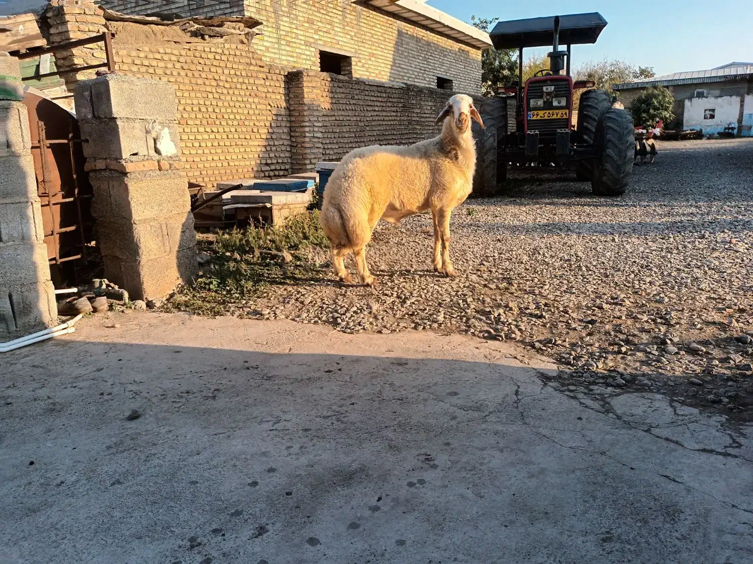 بره قوچ|حیوانات مزرعه|فاضل آباد, |دیوار