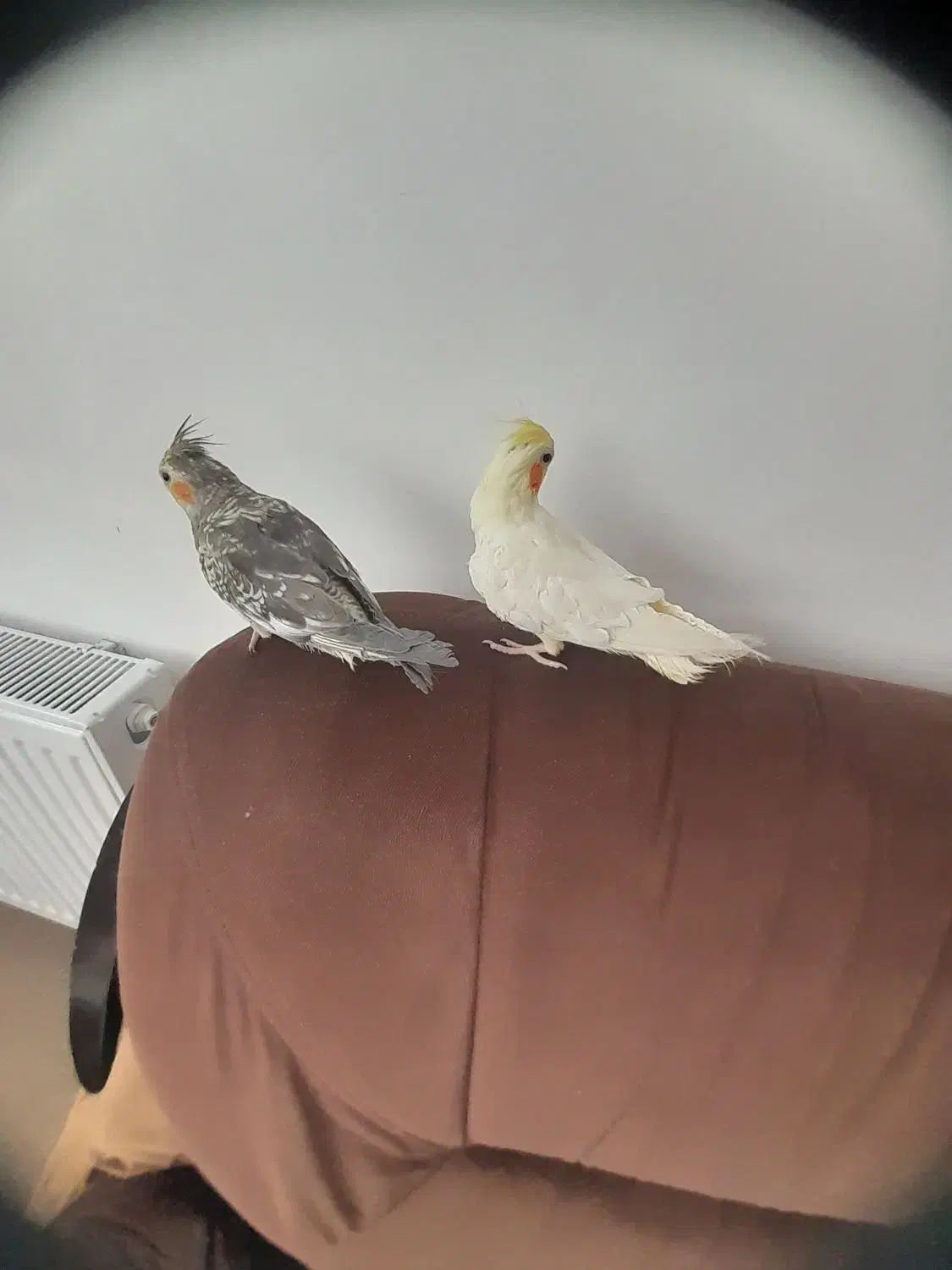 دو عدد عروس هلندی هردو ۱۴۰۰|پرنده|بهار, |دیوار