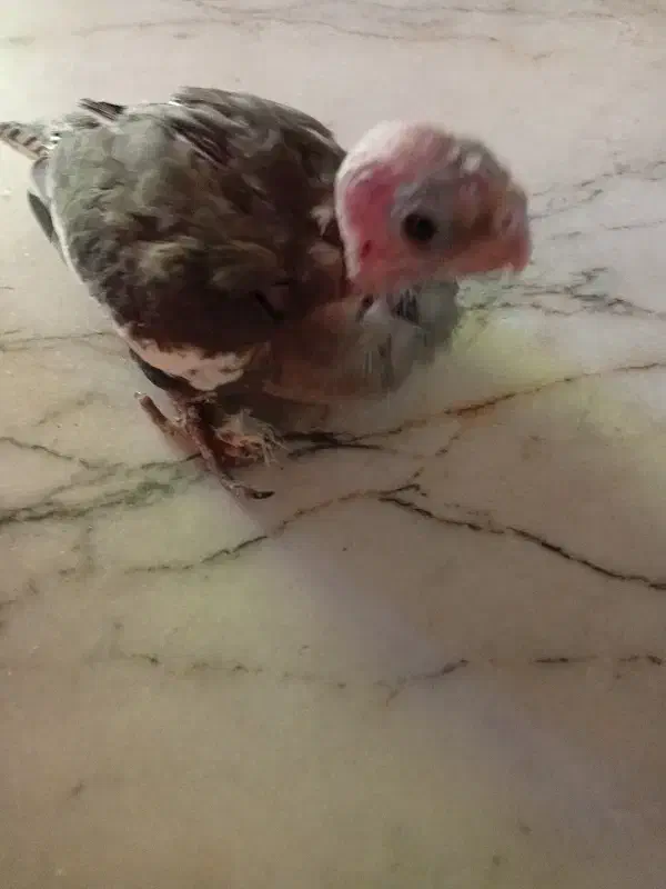 جوجه عروس هلندی|پرنده|بندر امام خمینی, |دیوار