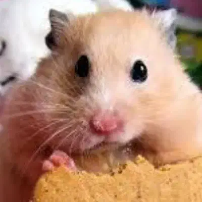 مناسب برای بازی بچه ها|اسباببازی بچه|رفسنجان, |دیوار