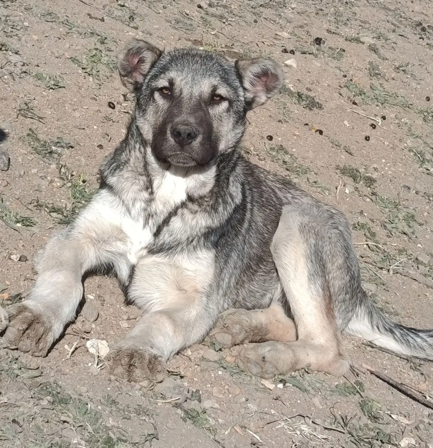 طوله سرابی|سگ|اردبیل, |دیوار