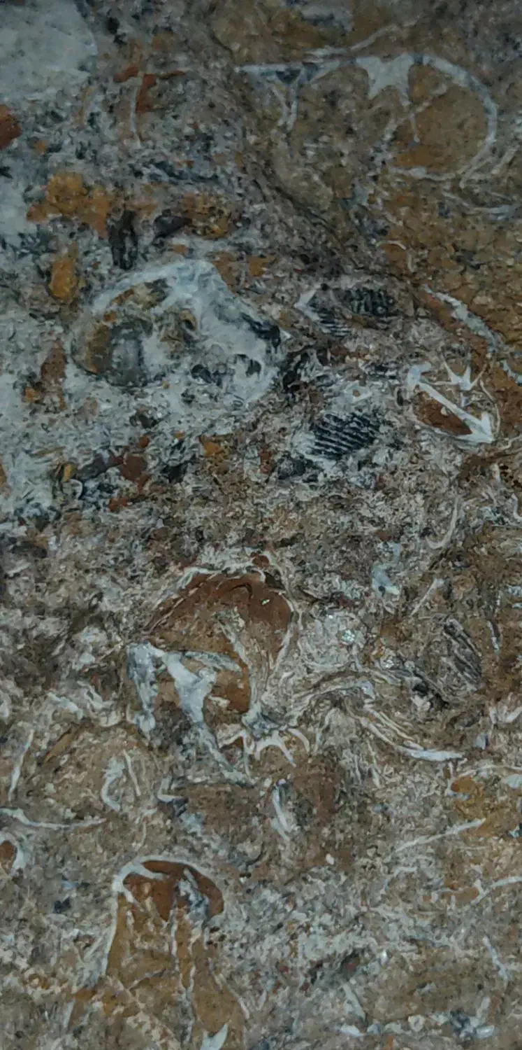 سنگ بارزش|جواهرات|گنبد کاووس, |دیوار