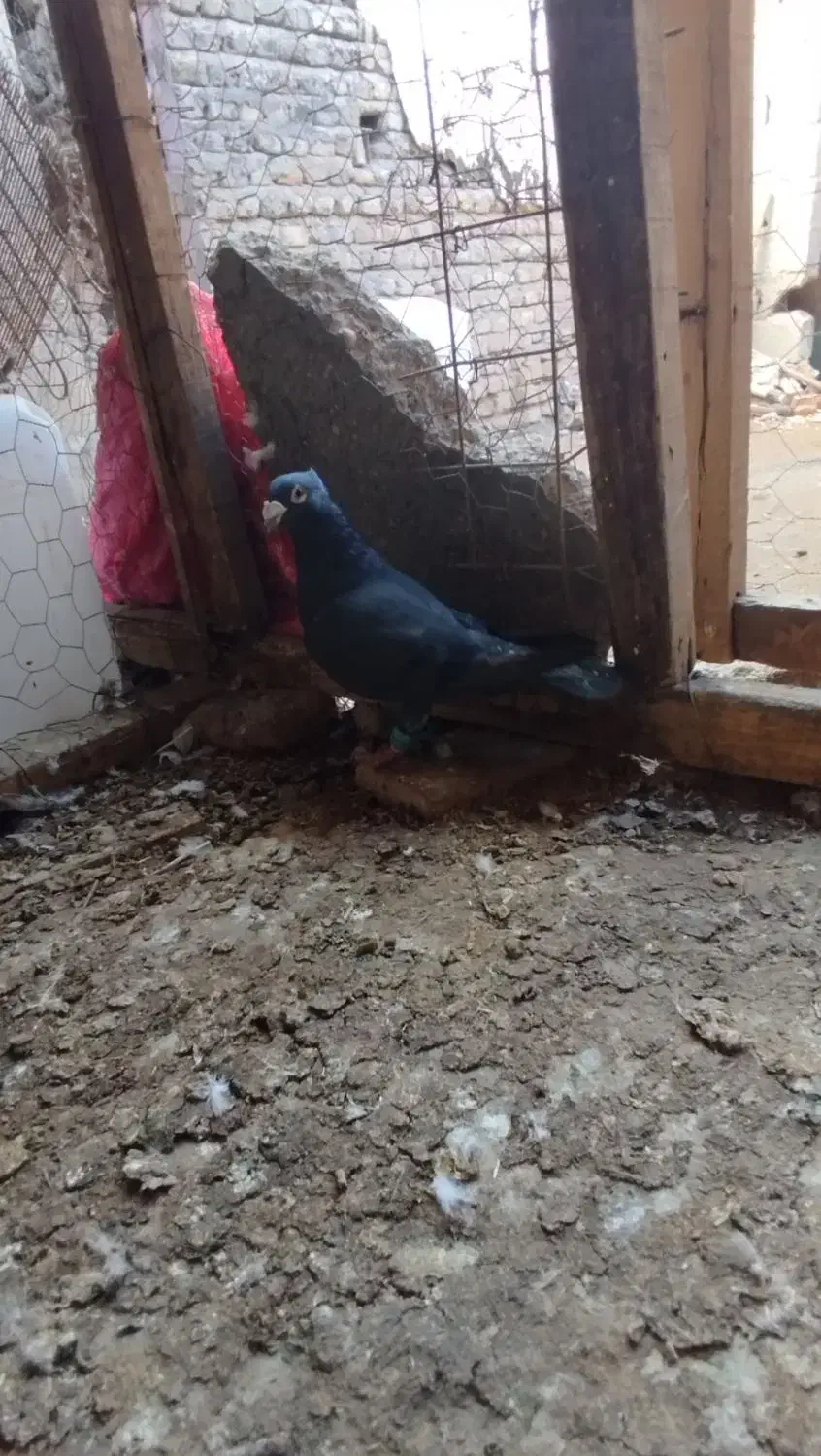 گفتر|پرنده|نگین شهر, |دیوار