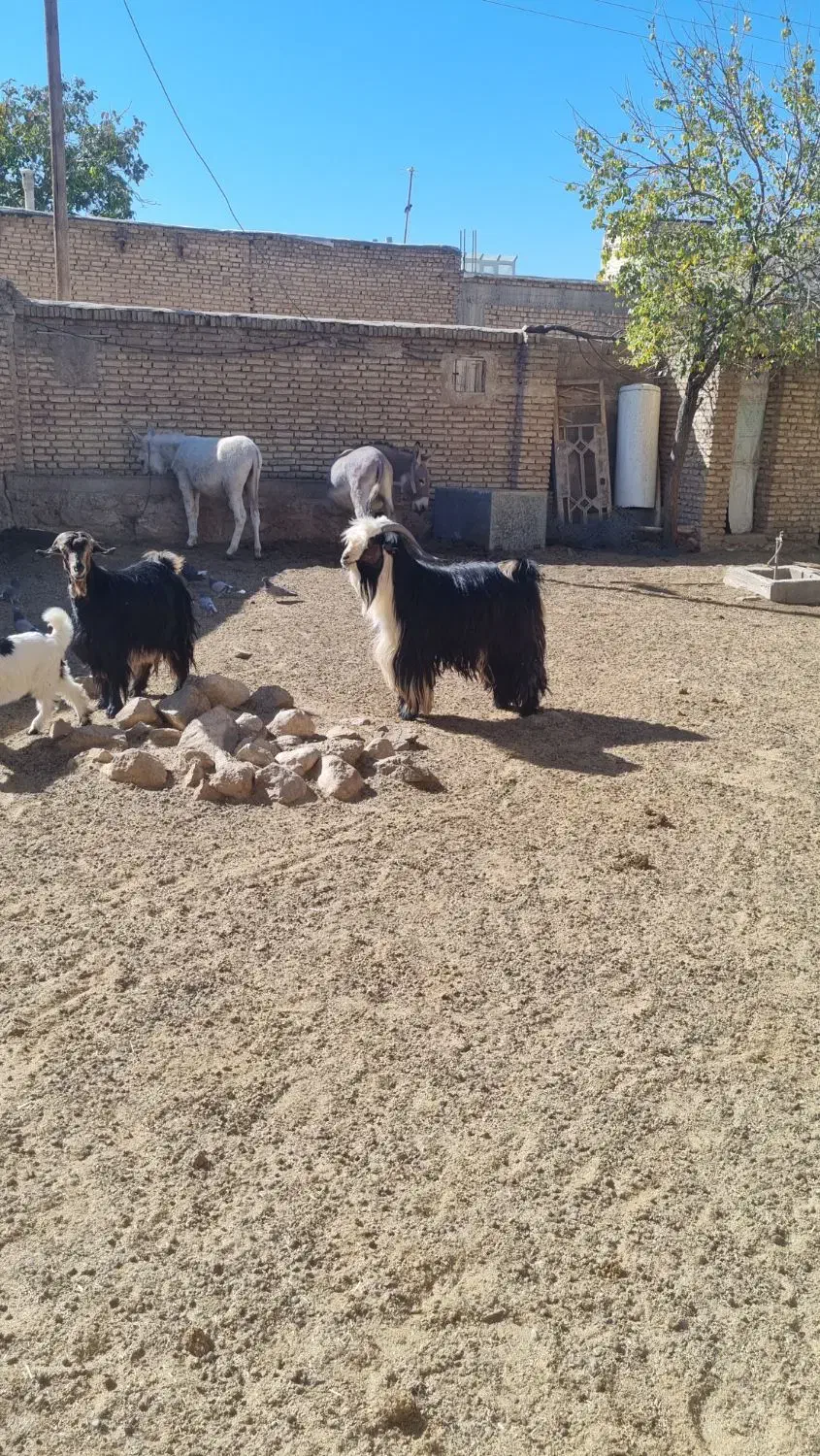 فروش چپش دبر.بعده|حیوانات مزرعه|لاران, |دیوار