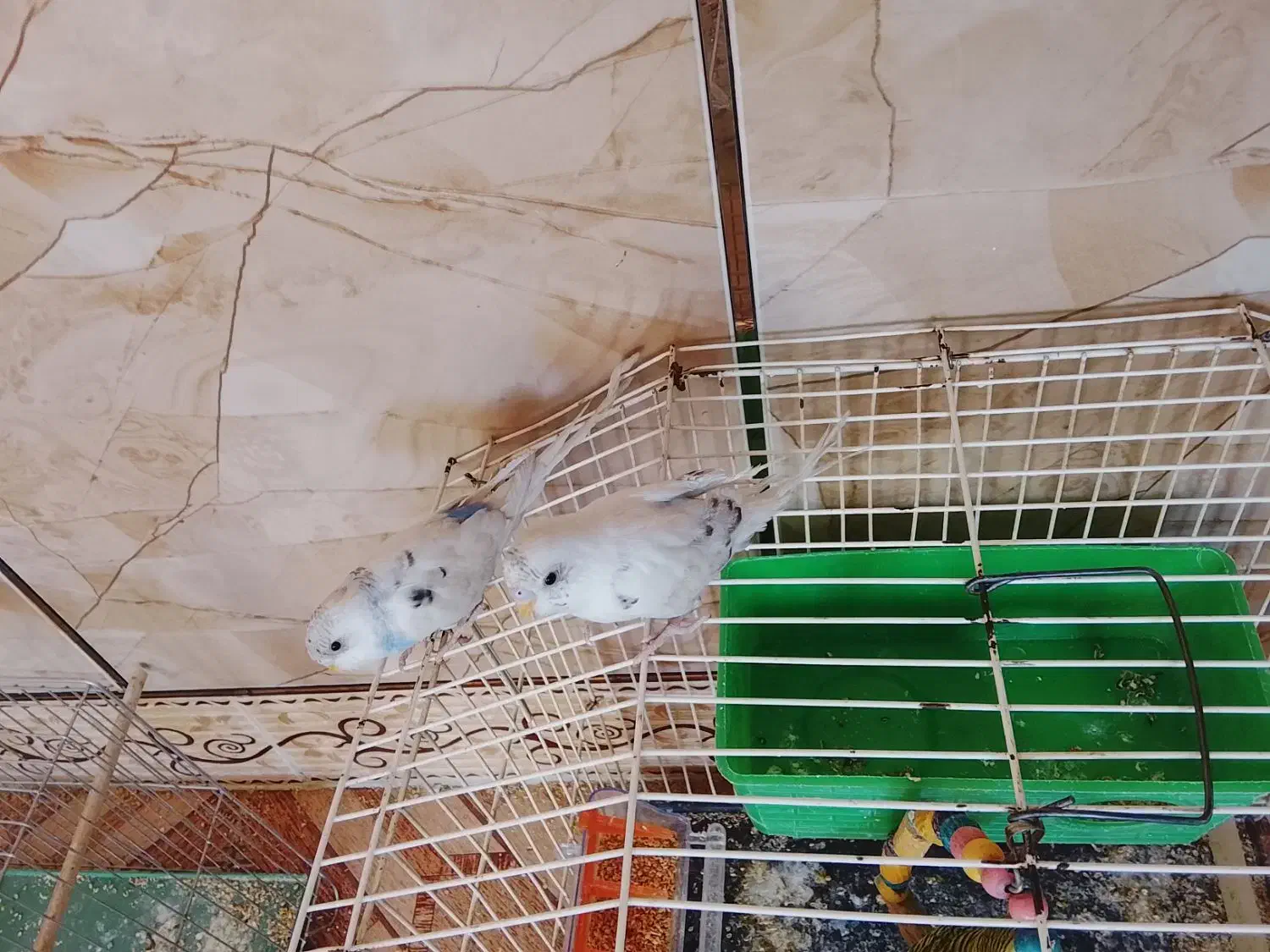 دو عدد جوجه مرغ عشق|پرنده|کرمانشاه, |دیوار