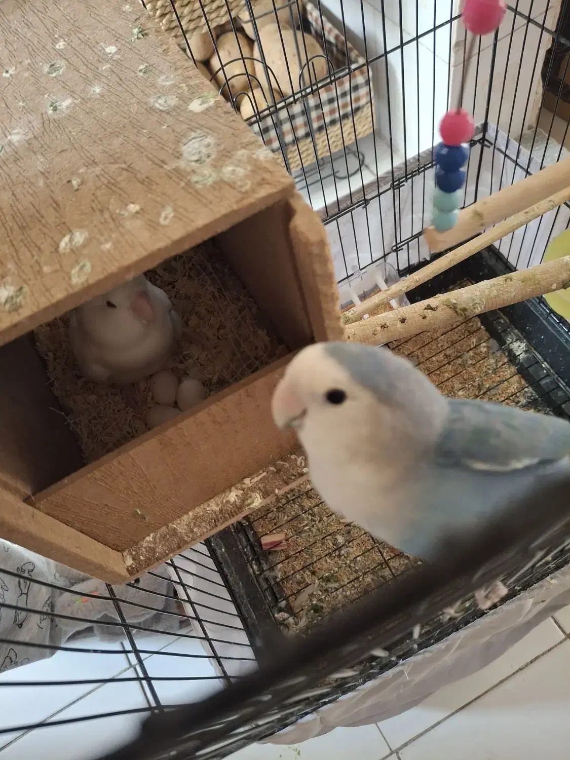 طوطی برزیلی مولد یک ساله|پرنده|تهران, مشیریه|دیوار