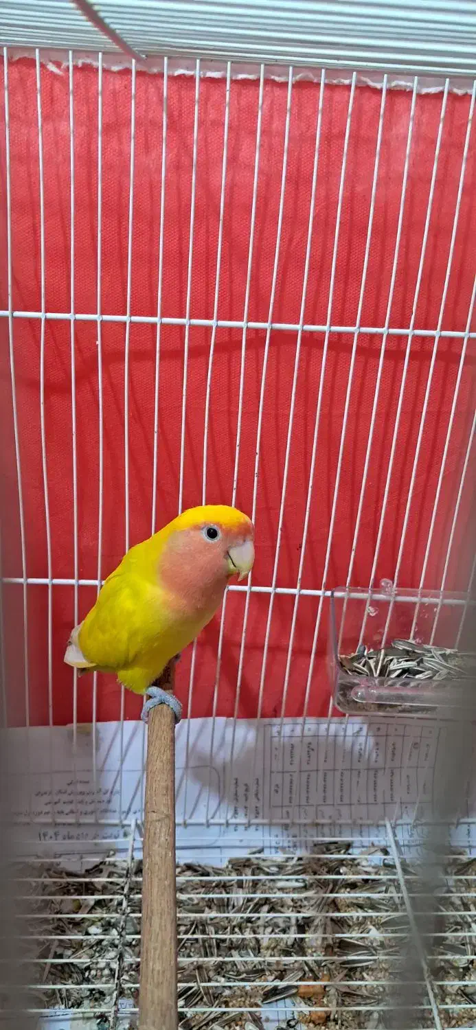 یک جفت طوطی برزیلی (کوتوله)صورت هلویی زرد|پرنده|قائمشهر, |دیوار