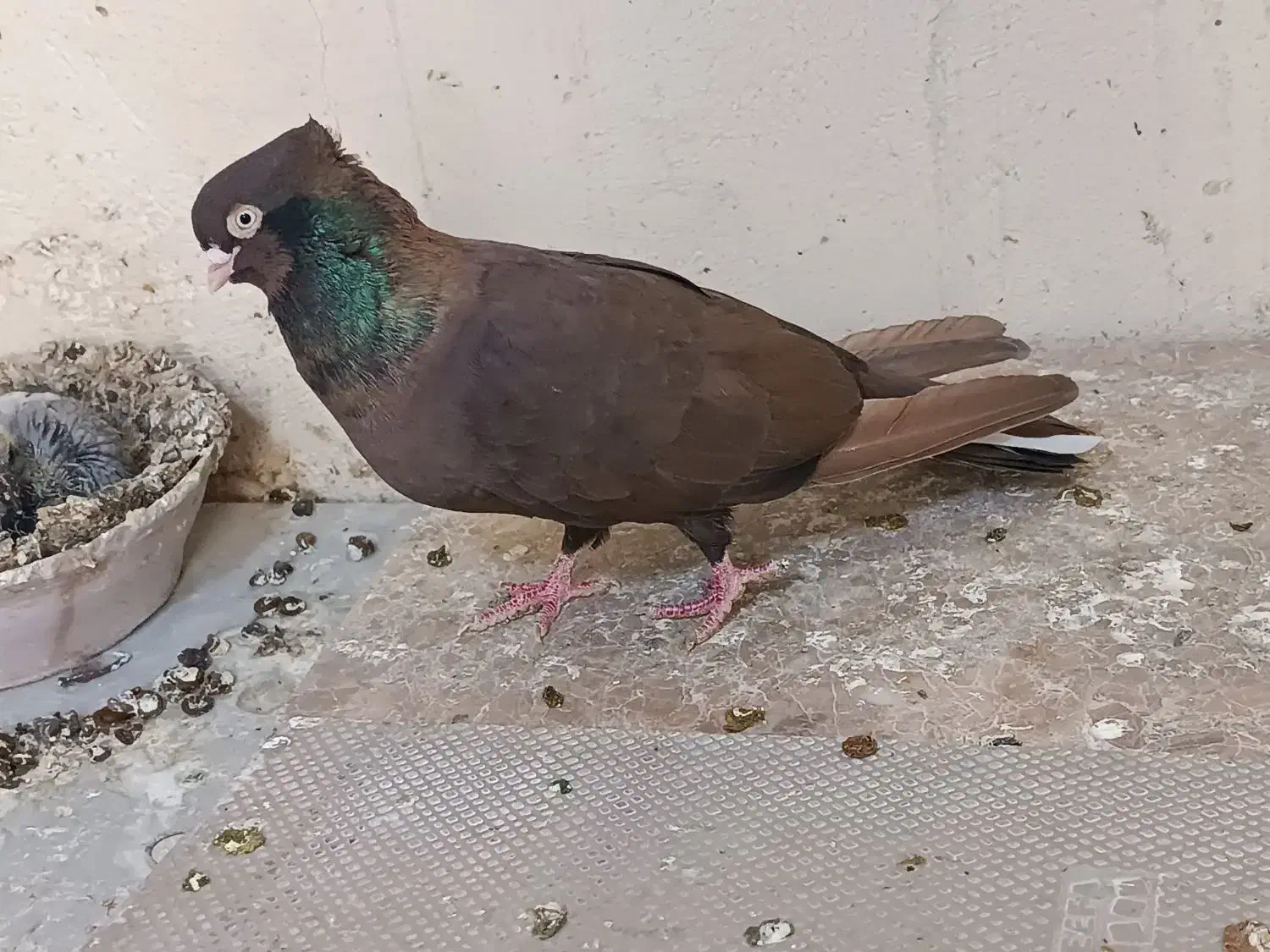 صرب و سوسنی|پرنده|مسجد سلیمان, |دیوار