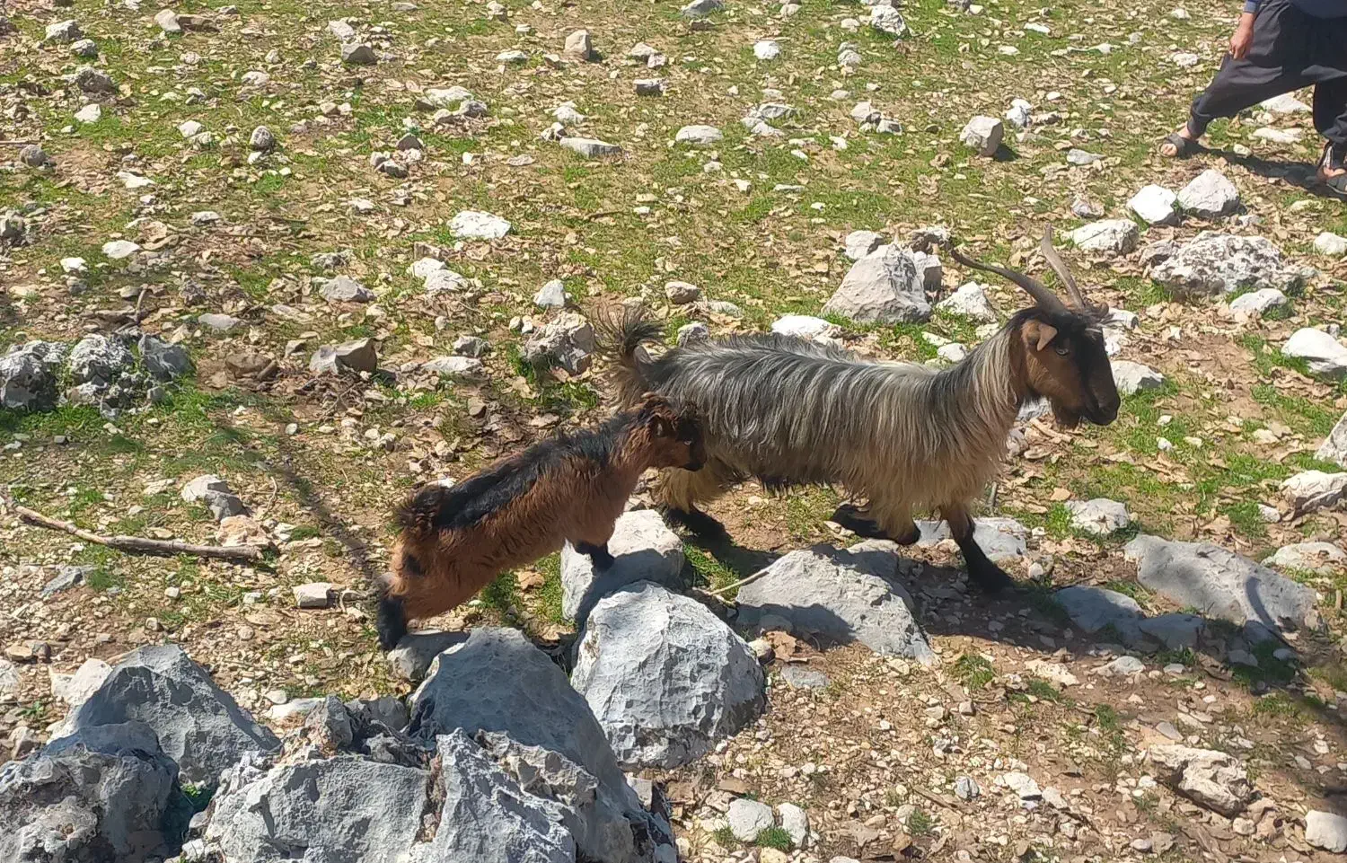 بزوبیگ|حیوانات مزرعه|دزفول, |دیوار