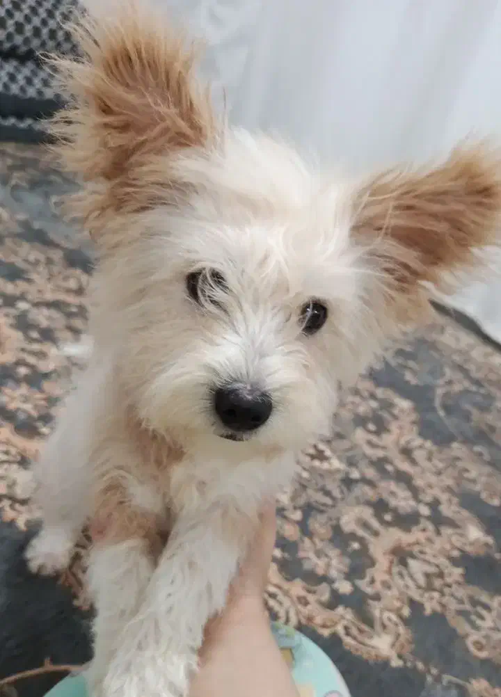 سگ خونگی مالتیز|سگ|اسلام‌شهر, شهرک واوان|دیوار