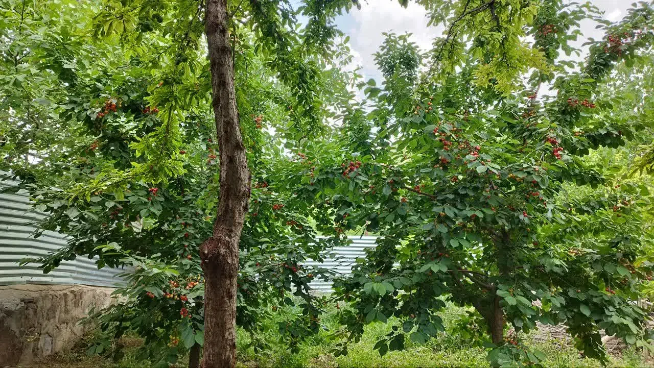 فروش باغچه یا تهاتر ملک در قم|فروش خانه و ویلا|خلجستان, |دیوار