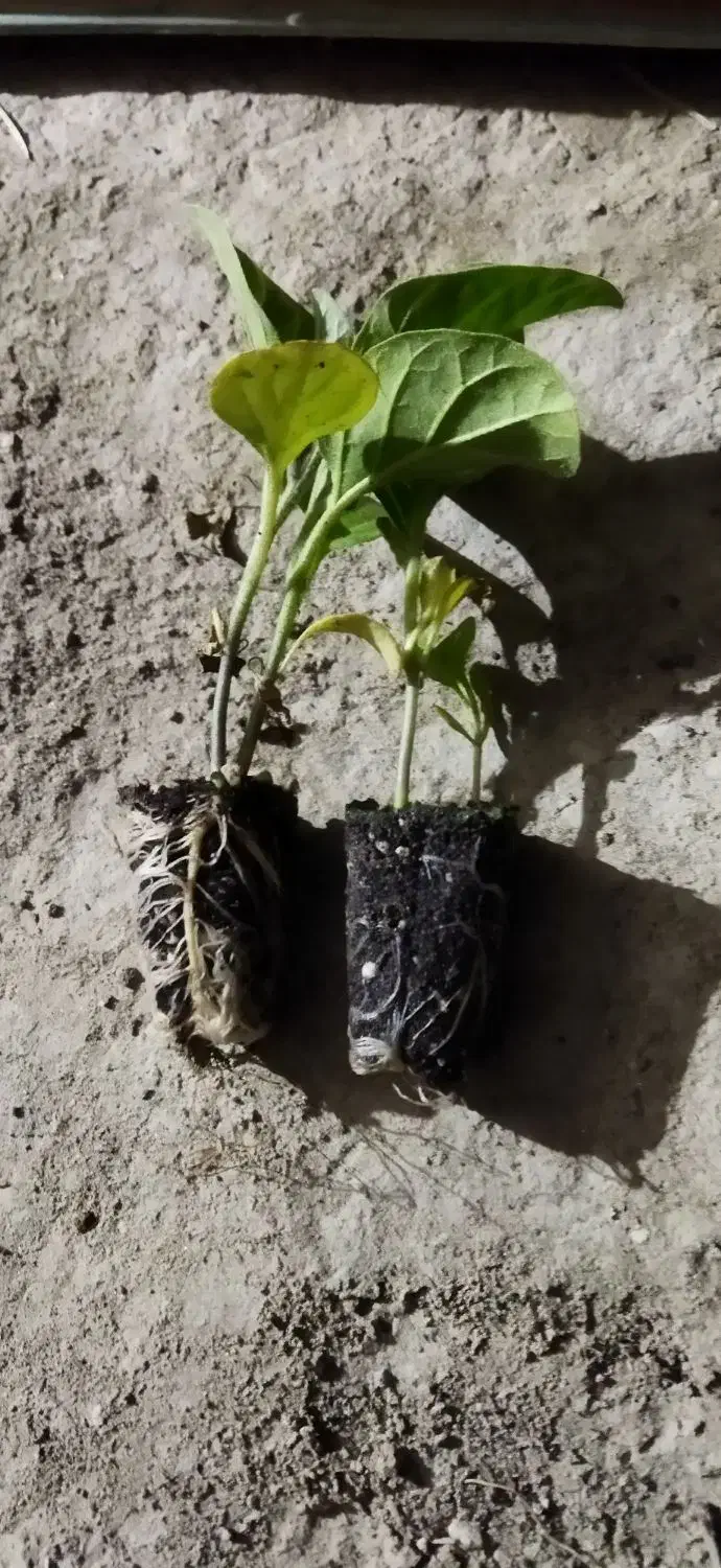 نشا گلخانه ای (فقط بادمجون )|گل و گیاه طبیعی|زابل, |دیوار