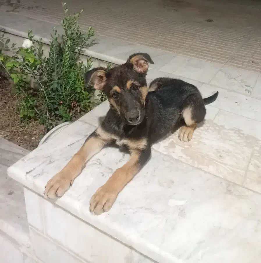 ژرمن شپرد|سگ|اصفهان, زهران|دیوار