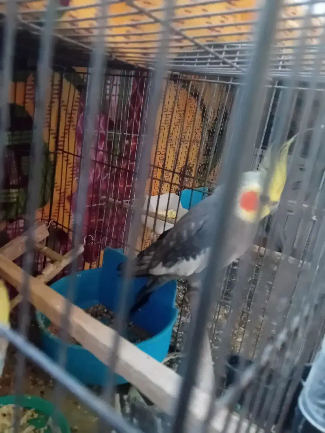 عروس هلندی|پرنده|قم, شهرک امام حسین|دیوار