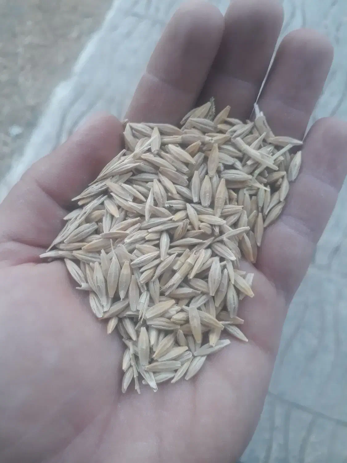 جو دیم درجه یک و کاه نخود|عمده‌فروشی|الشتر, |دیوار