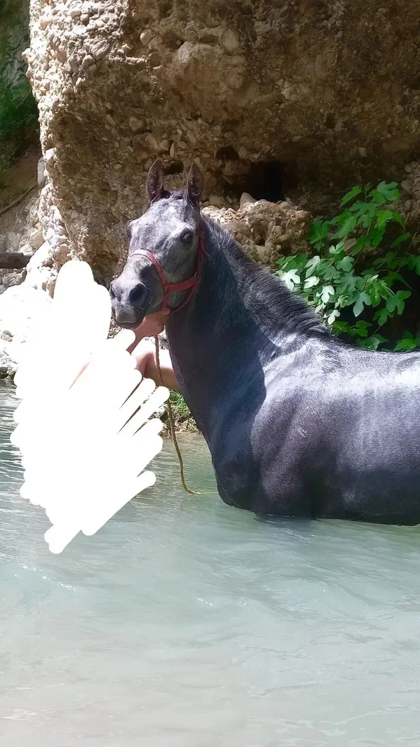 نریمان سه سال|اسب و تجهیزات اسبسواری|آمل, |دیوار