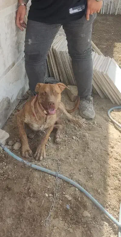 سگ پیت بول نر8ماهه اصیل|سگ|باغستان, |دیوار