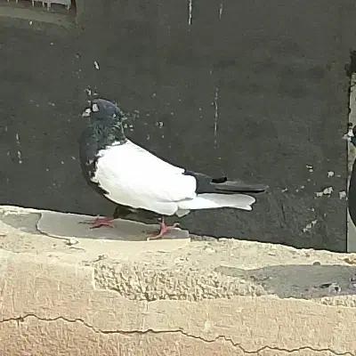 گمشده کفتر|حیوانات|قم, وادی السلام|دیوار