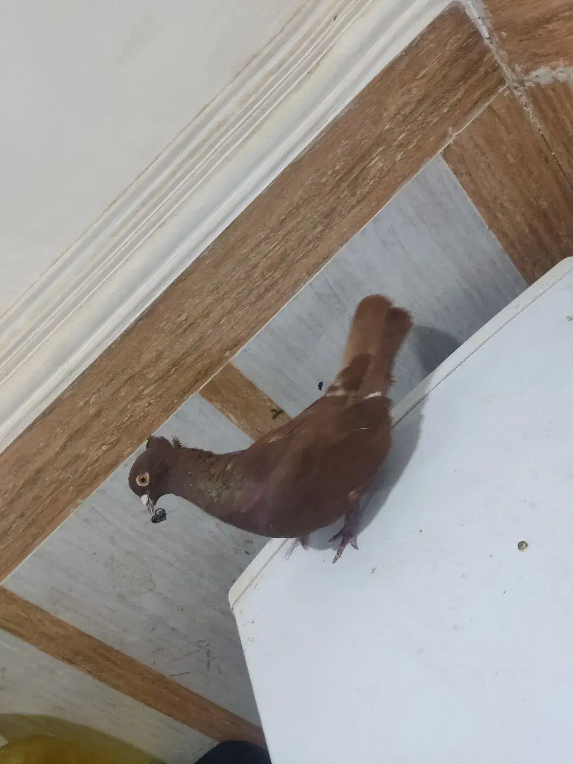 رنگی|پرنده|آبادان, |دیوار