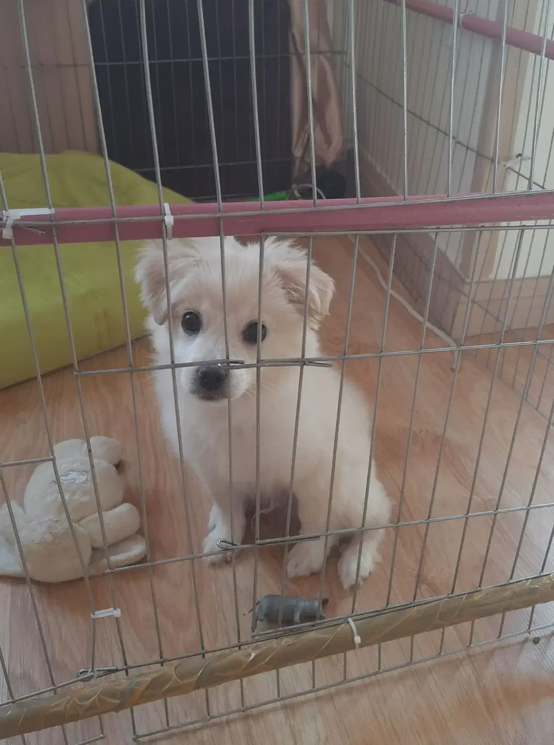 شیتزوی ۵ ماهه بازیگوش|سگ|تهران, شهرک کوهسار|دیوار