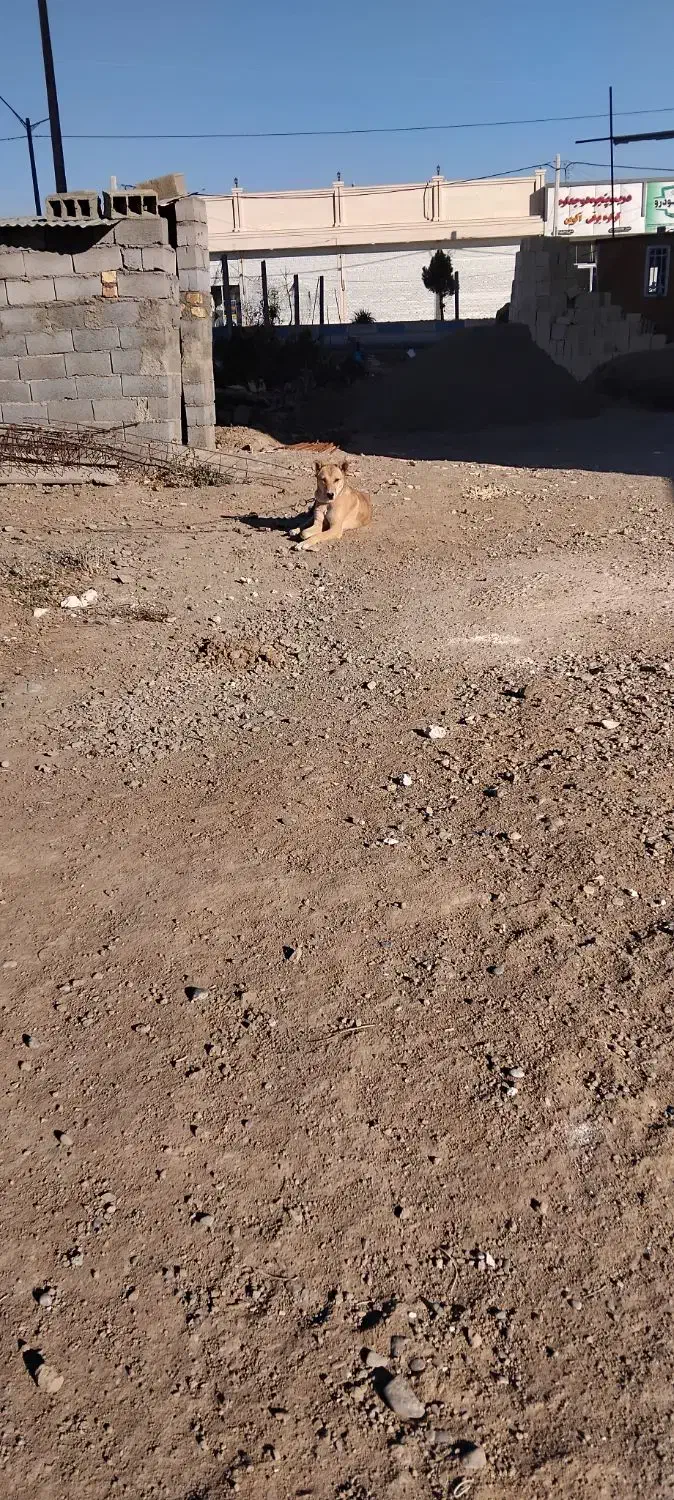 تولهسگ|سگ|شیروان (خراسان), |دیوار