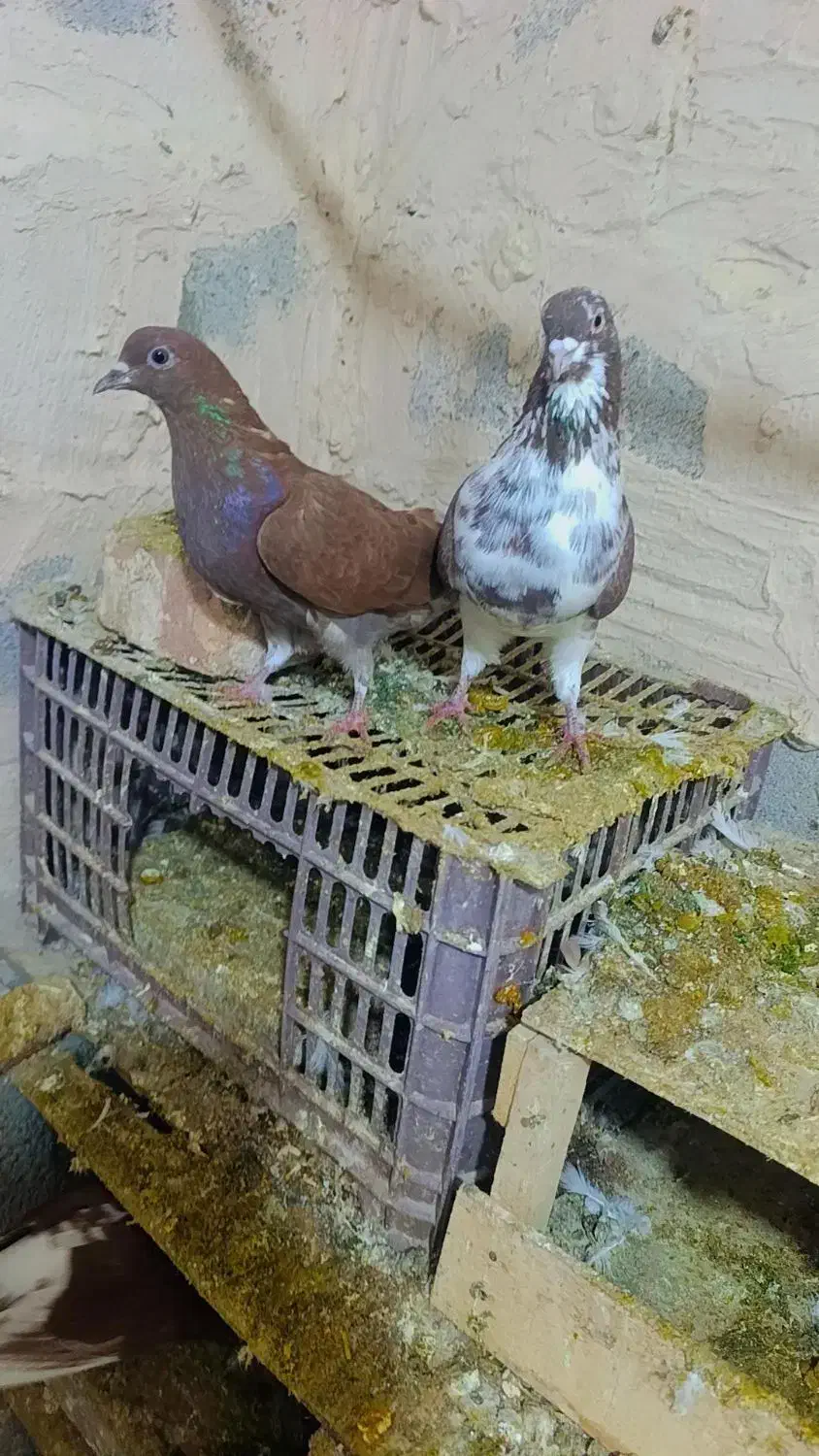 کبوتر گرفتنی گورگی تهران|پرنده|ارومیه, |دیوار