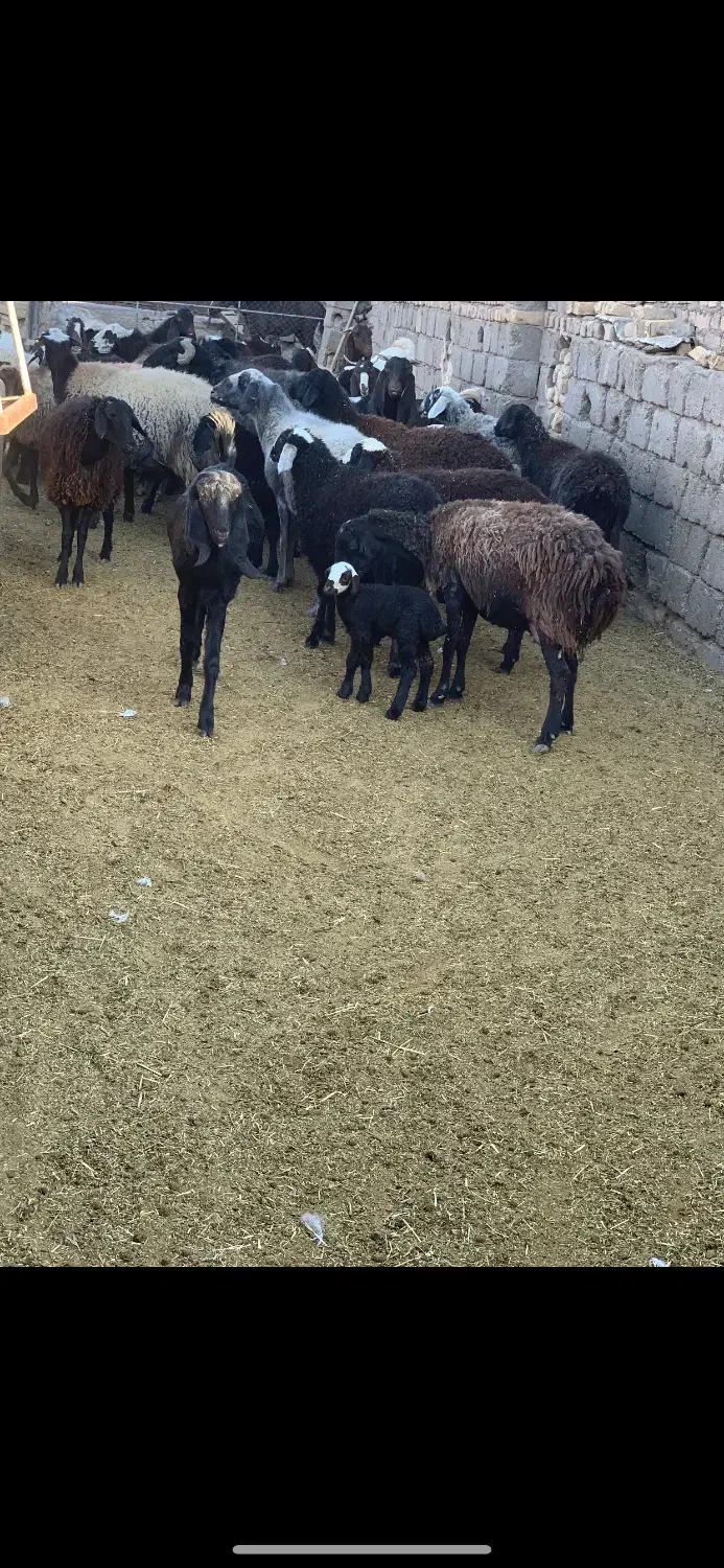 گوسفند زنده موجود است|حیوانات مزرعه|قنوات, |دیوار