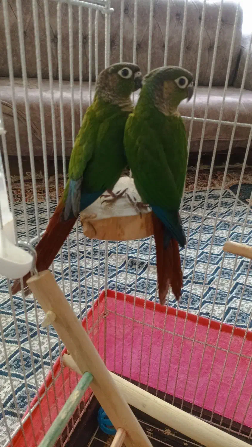 طوطی گرینچیک|پرنده|زنجان, |دیوار