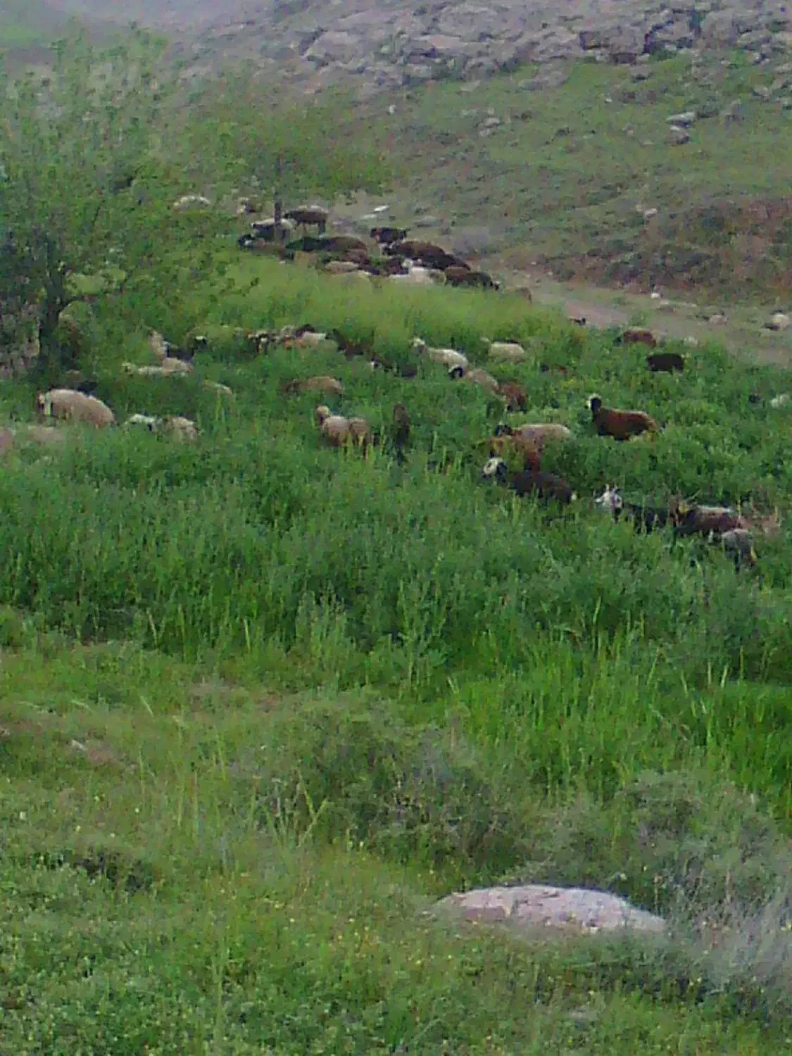 خرید وفروش دام|حیوانات مزرعه|هشتگرد, هشتگرد قدیم|دیوار