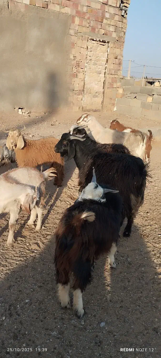 بره و بزغاله نرسبک|حیوانات مزرعه|قائن, |دیوار