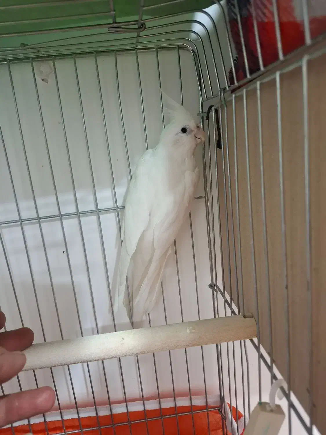 عروس هلندی ماده سایز گینگ|پرنده|اهواز, شهرک برق|دیوار