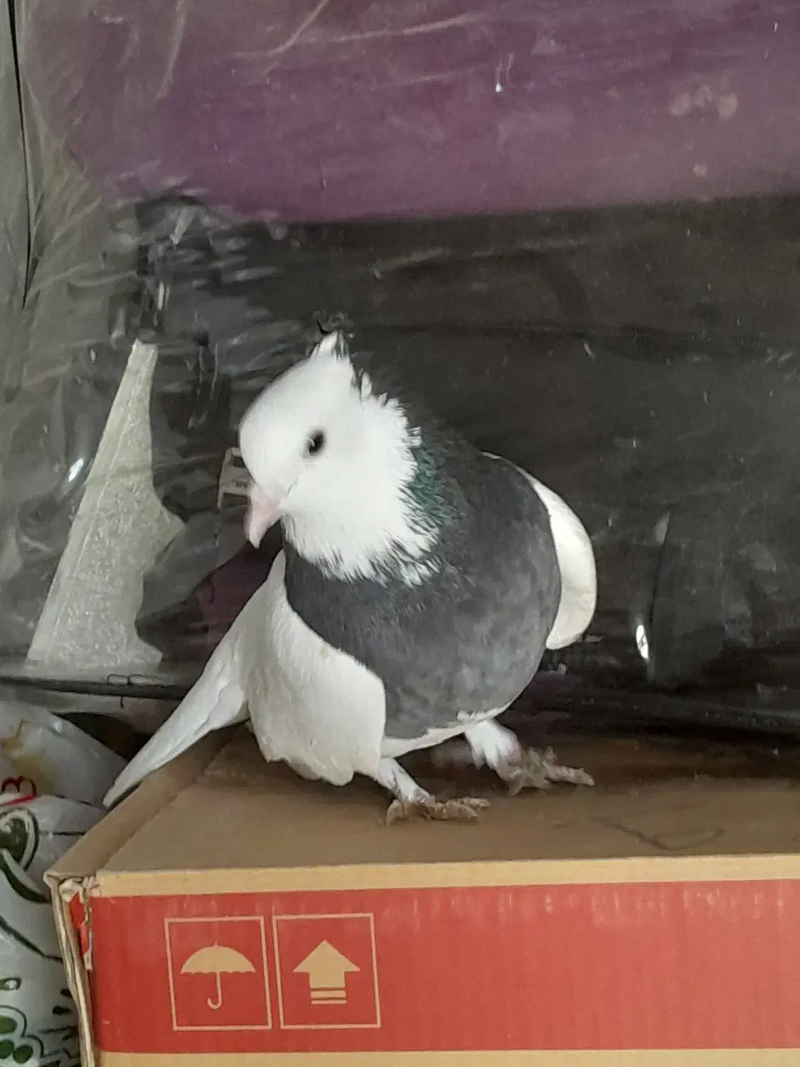 طوق سیاه|پرنده|شیراز, ارم|دیوار