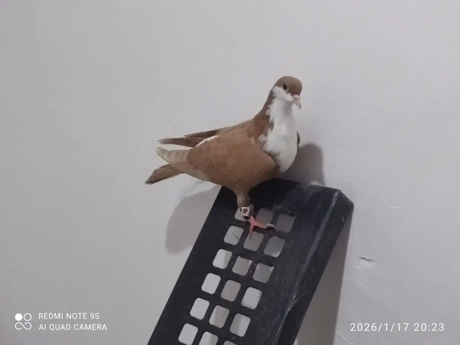 کفتر رنگی غریب|پرنده|نگین شهر, |دیوار