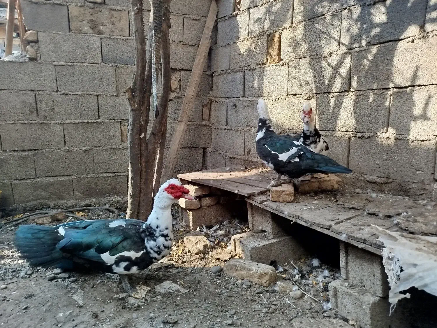 اردک اسراییلی|حیوانات مزرعه|سرخنکلاته, |دیوار