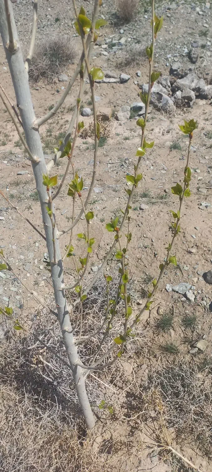 ۷۰۰ متر زمین با سند ۶دانگ|فروش زمین و ملک کلنگی|تربتحیدریه, بالا ولایت|دیوار