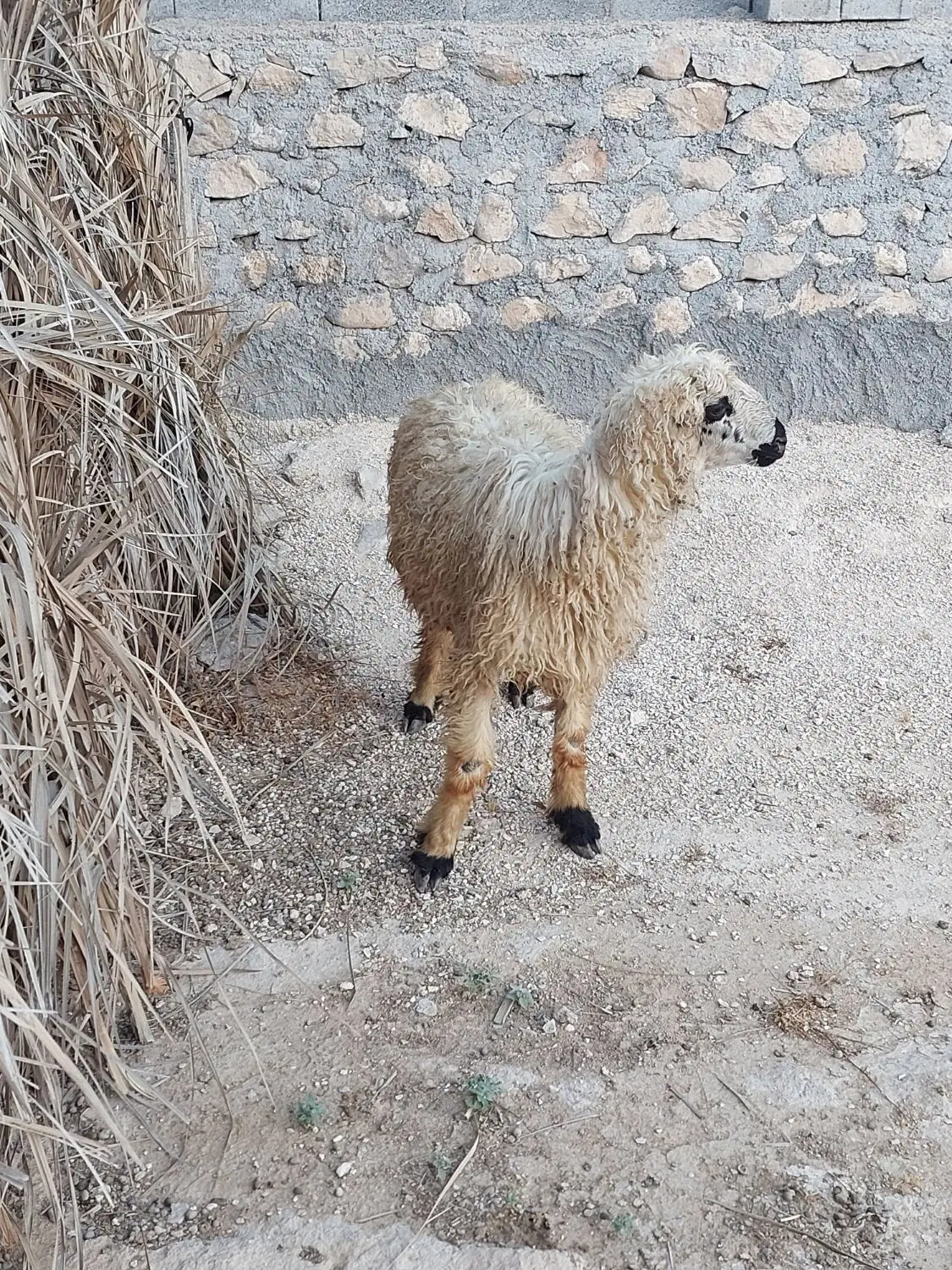 بره نر|حیوانات مزرعه|خورموج, |دیوار