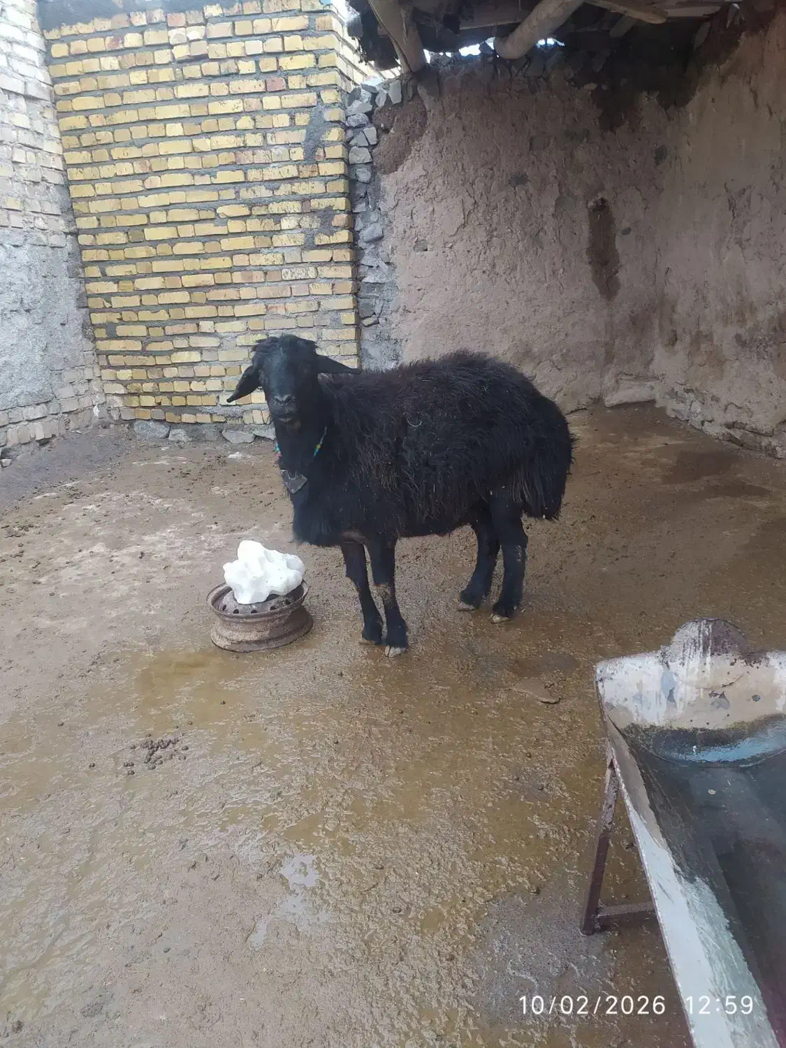 قوچ قره قزل|حیوانات مزرعه|قره پشتلو, |دیوار