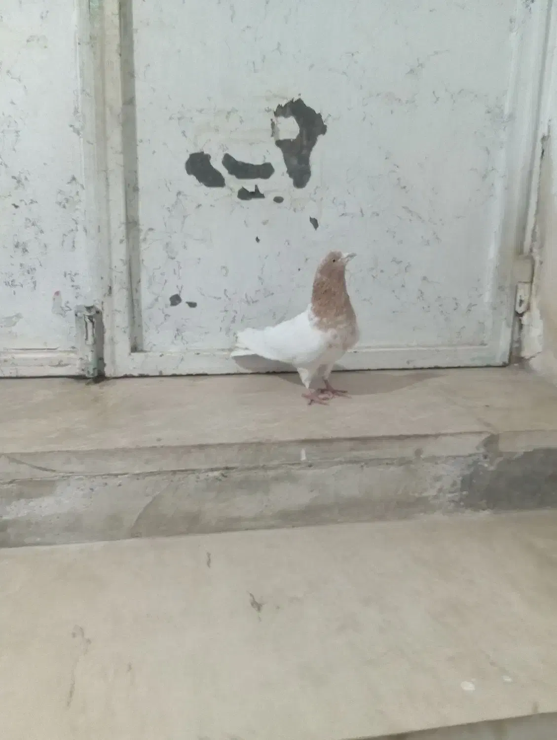 طوقی های درجه یک|پرنده|اردبیل, |دیوار