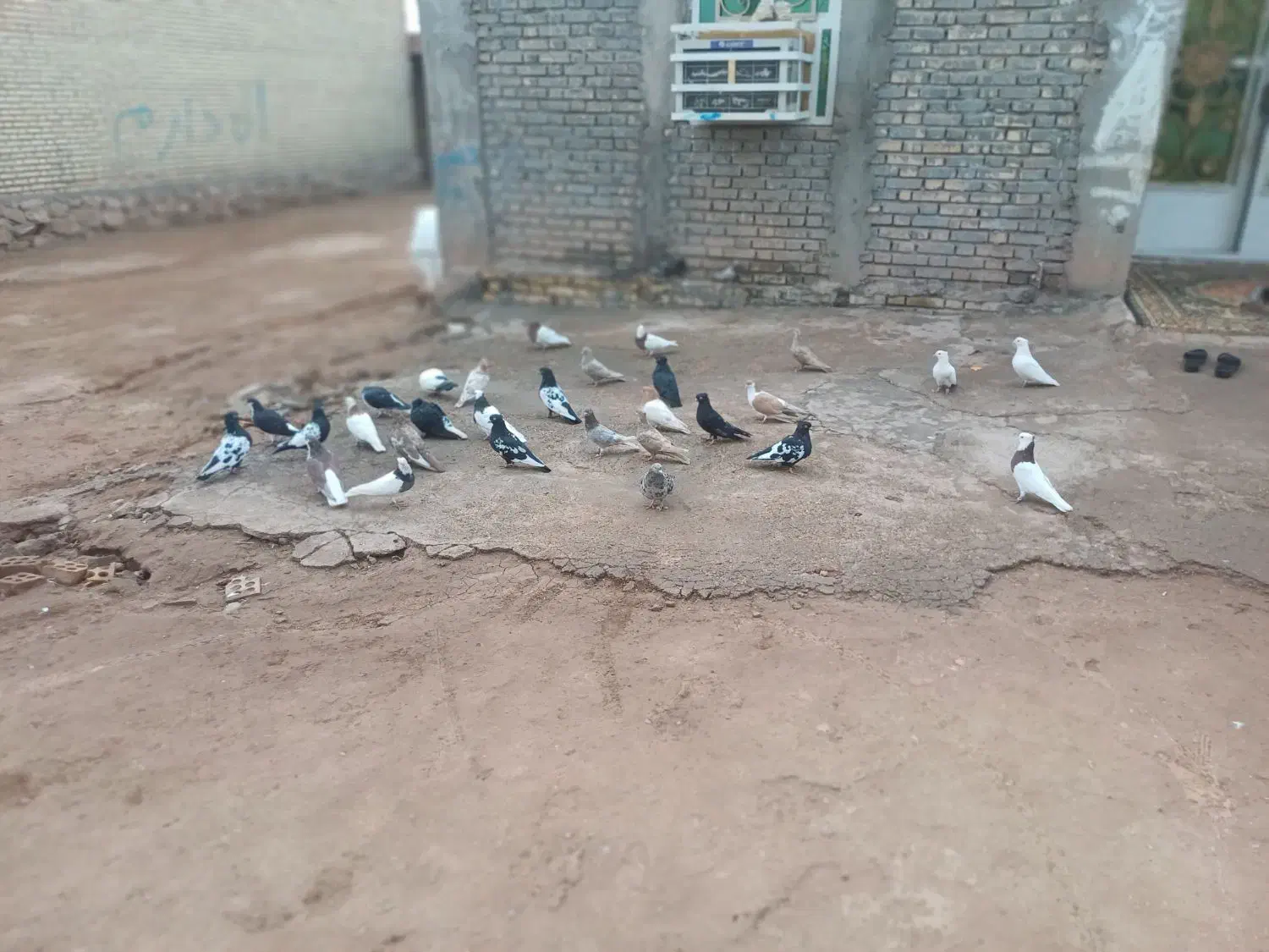 شوش عبدالخان سده شاوور اهودشت|پرنده|کرخه, |دیوار