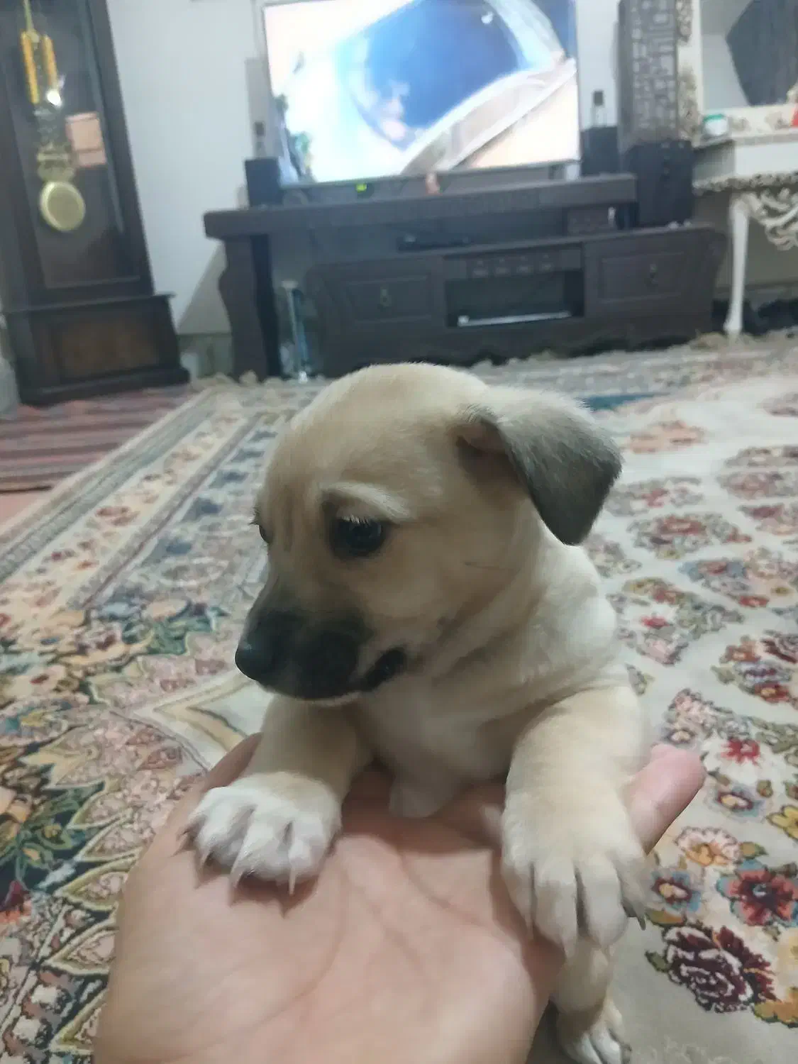 توله شیتزو|سگ|مشهد, توس (بلوار توس)|دیوار