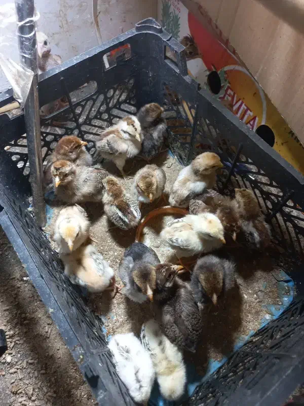 جوجه یک روزه یک هفته ای|حیوانات مزرعه|هامون, |دیوار