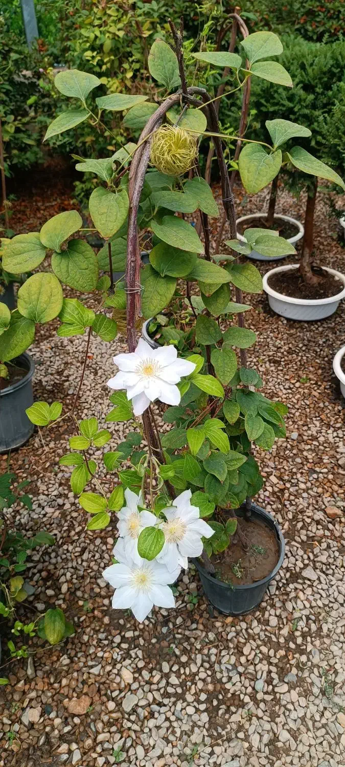 باغبانی حرفه ای -از مشاوره تا اجرای کامل|خدمات باغبانی و درختکاری|مشهد, سجاد شهر|دیوار