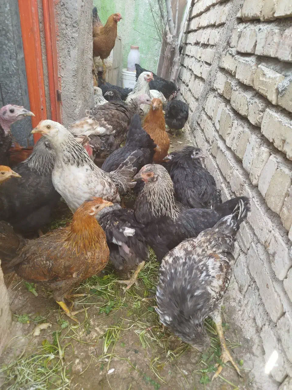 مرغ وخروس|حیوانات مزرعه|ایجرود, |دیوار