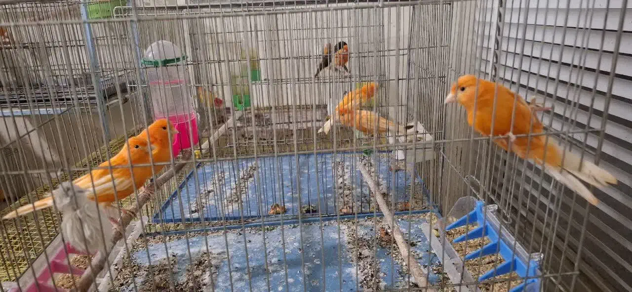 قناری سرخ|پرنده|زیباشهر, |دیوار